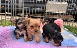Chorkie dogs for sale: Chorkie puppies  - Image 10