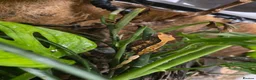 Gecko reptiles for sale: Juvenile Crested Geckos in Runcorn - Advert 4