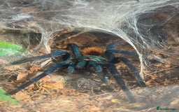 Tarantulas invertebrates for sale: Chromatopelma Cyanepubescens (Female) - Image 1