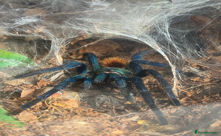 Tarantulas invertebrates - Advert 1