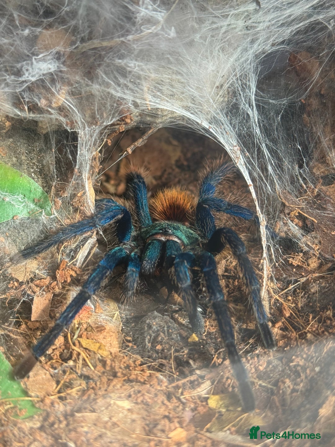 Tarantulas invertebrates for sale: Chromatopelma Cyanepubescens (Female) - Image 1