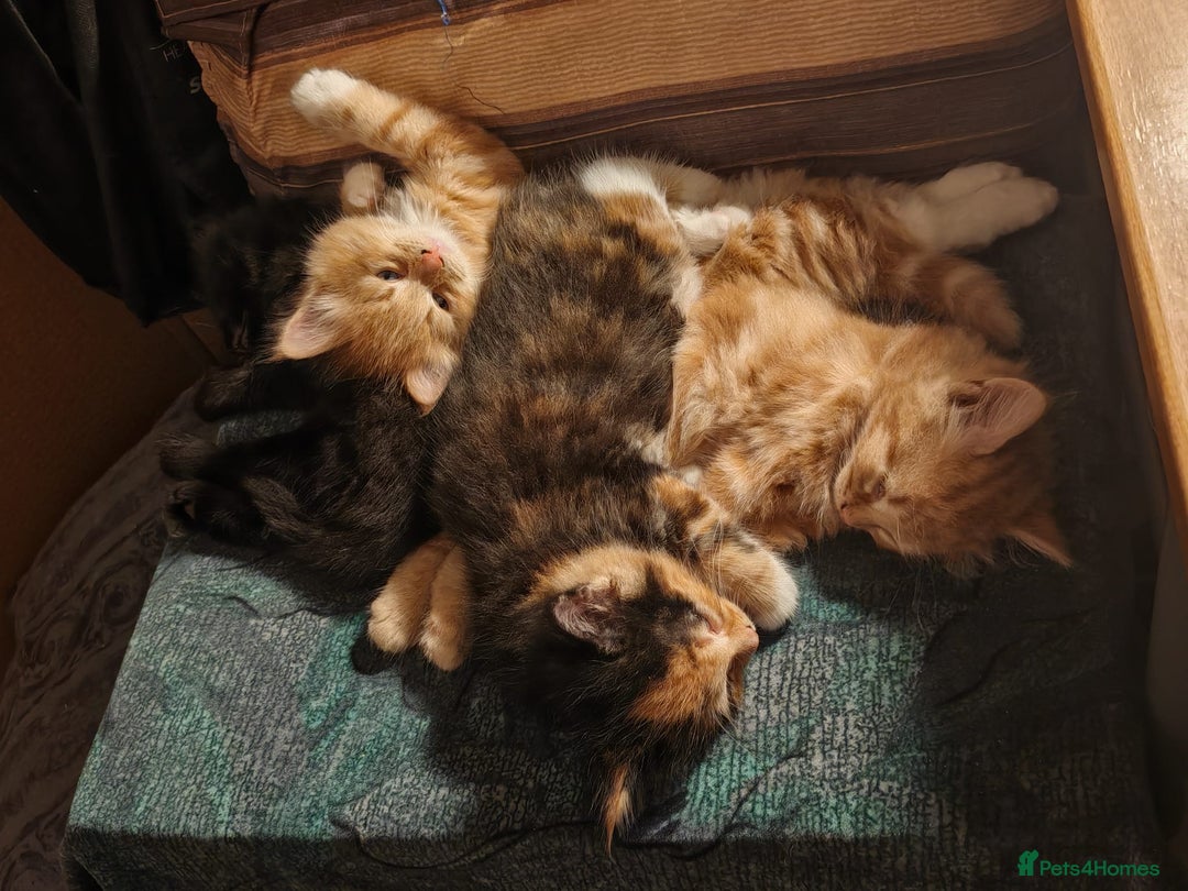 Mixed Breed cats for sale: 4 gorgerous kittens - Image 5