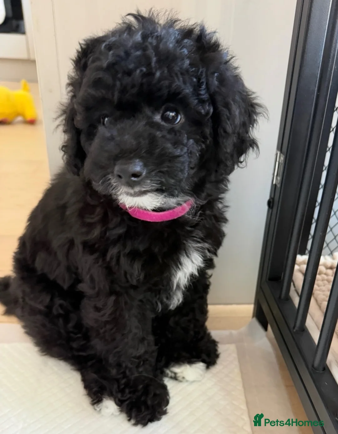 Toy Poodle dogs for sale: Toy poodles puppies. Last girl left - ready to go - Advert 2