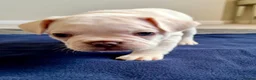 French Bulldog dogs for sale: Beautiful French Bulldog Puppies  - Advert 4