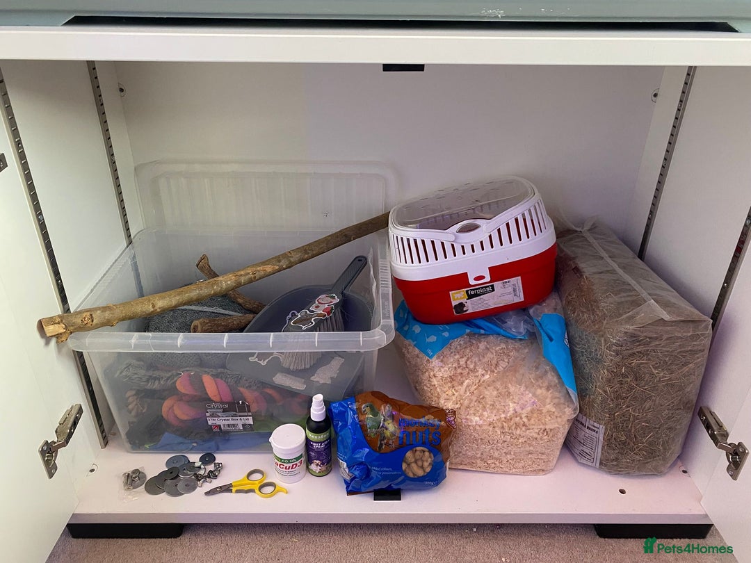 Rat rodents for sale: 😢 IT IS TIME. Ozzy and Murphy Need a New Home 🐀  - Advert 6