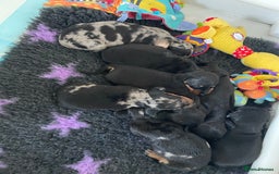 Dachshund dogs for sale: Beautiful Litter Standard Smooth Dachshunds - Advert 11