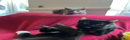 British Shorthair cats for sale: Three Adorable Kittens Looking for Forever Homes  in London - Advert 9