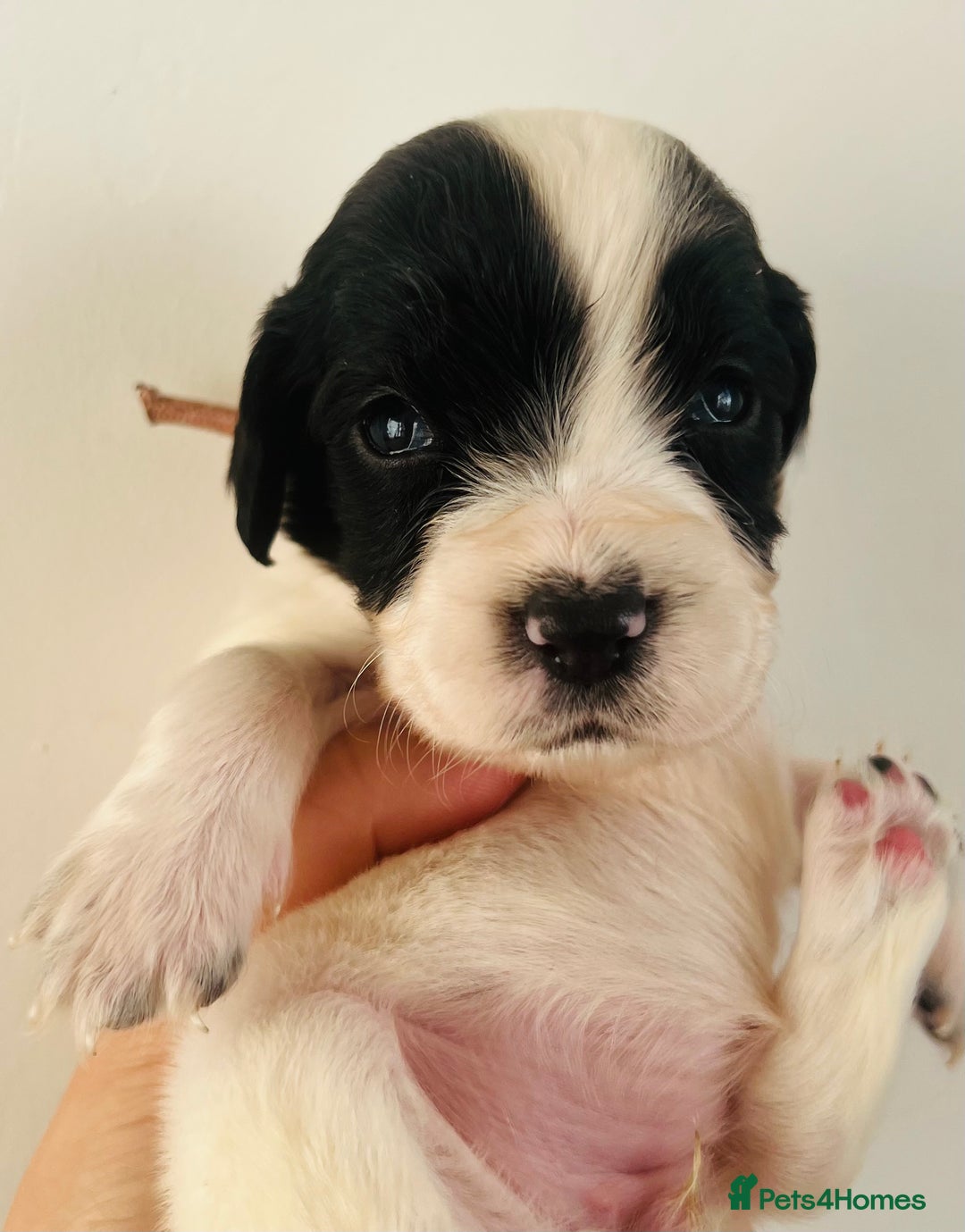Sprocker dogs for sale: Sprocker/Cocker Puppies - Image 12