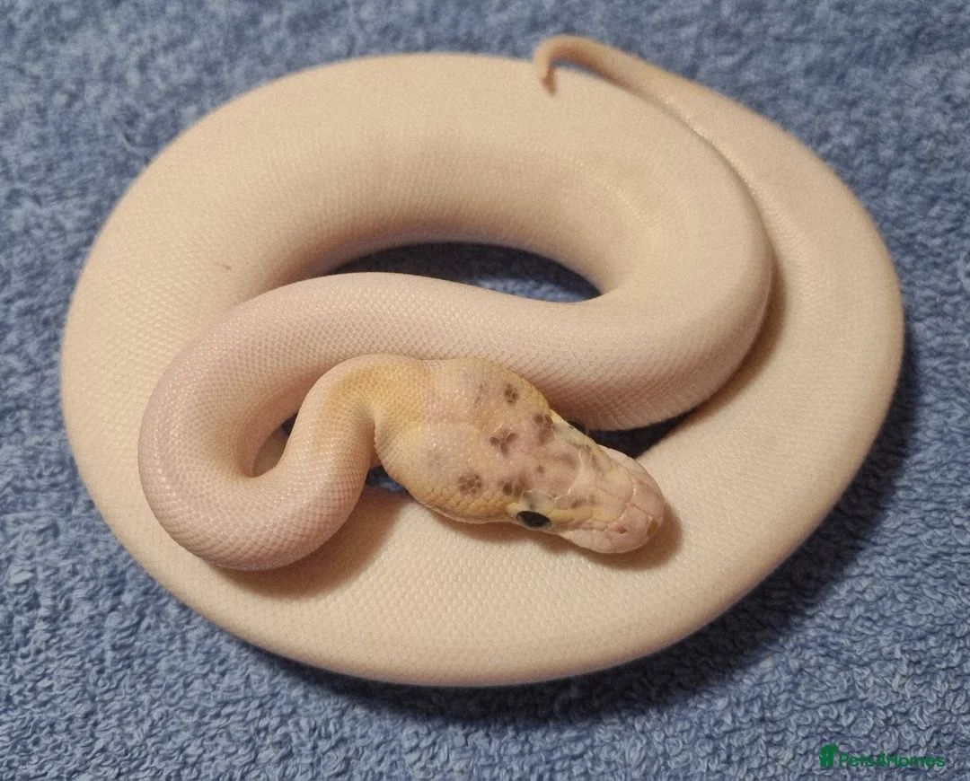 Python Snake reptiles for sale: CB25 ball python, pieds, Desert Ghost, + combos - Advert 6