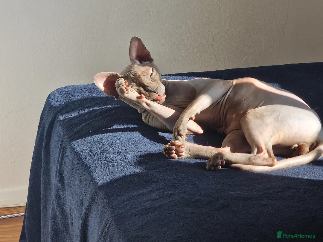 Sphynx cats for sale: Sphynx Cat for Sale – Meet Maverick! - Advert 3