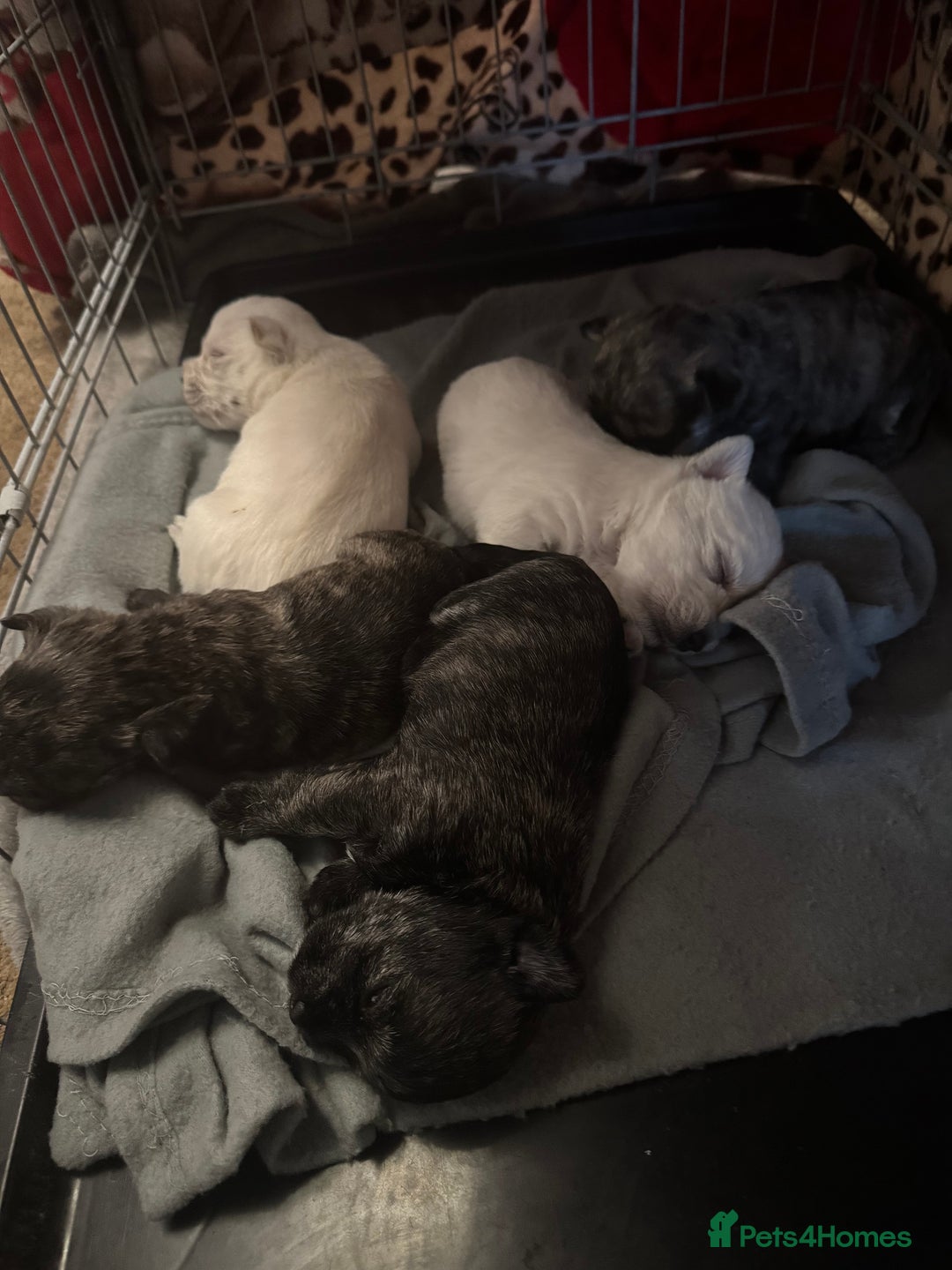 Mixed Breed dogs for sale: westie /wauzers - Advert 7