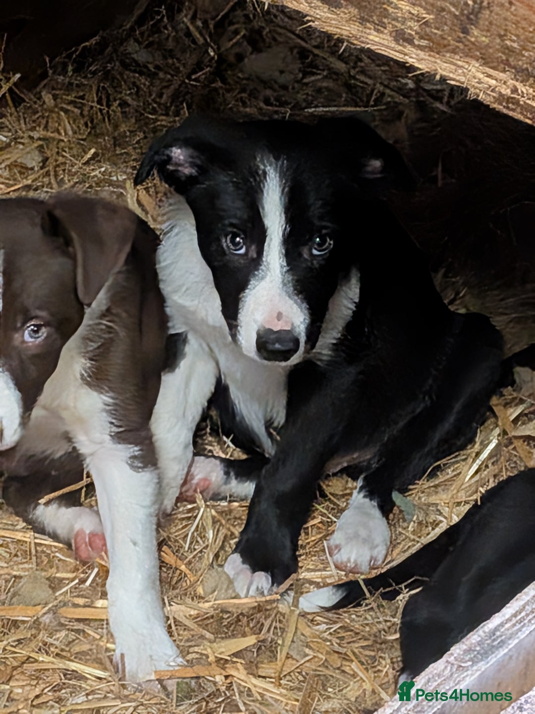 Border Collie dogs for sale: Six border Collie pups  - Image 8