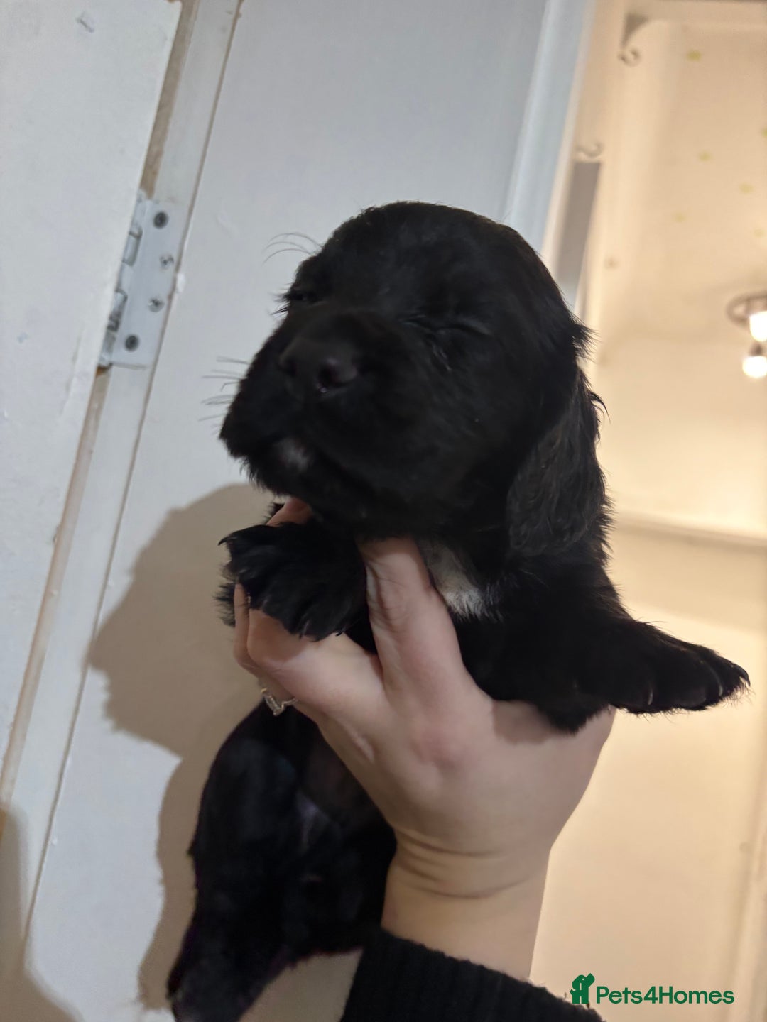 Cocker Spaniel dogs for sale: 🐶Beautiful Cocker spaniel puppies 🐶  - Advert 28