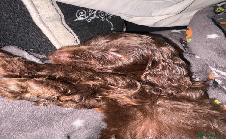 Cockapoo dogs - Advert 9