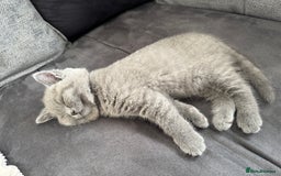 British Shorthair cats for sale: Pedigree British shorthair (Bi colour gene) in Birmingham - Image 6