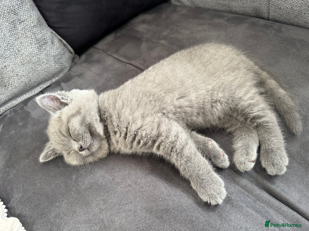 British Shorthair cats for sale: Pedigree British shorthair (Bi colour gene) in Birmingham - Image 6