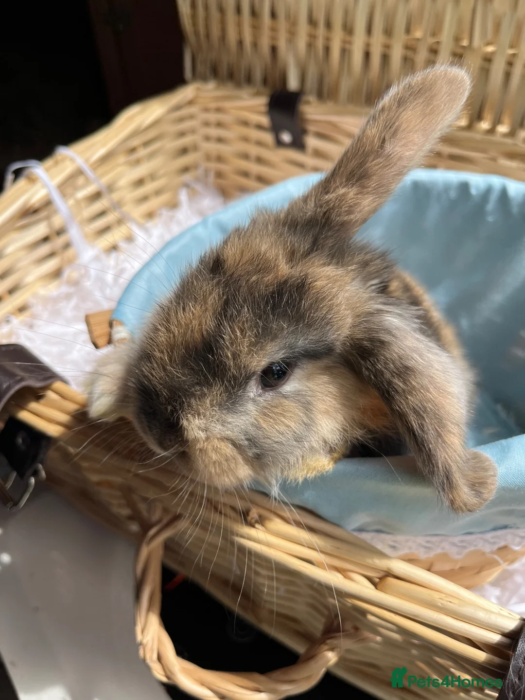 Mini Lop rabbits for sale: Early Summer 2026 - Advert 8