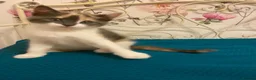 Norwegian Forest Cat cats for sale: 6 Norwegian Forest kittens - Advert 2
