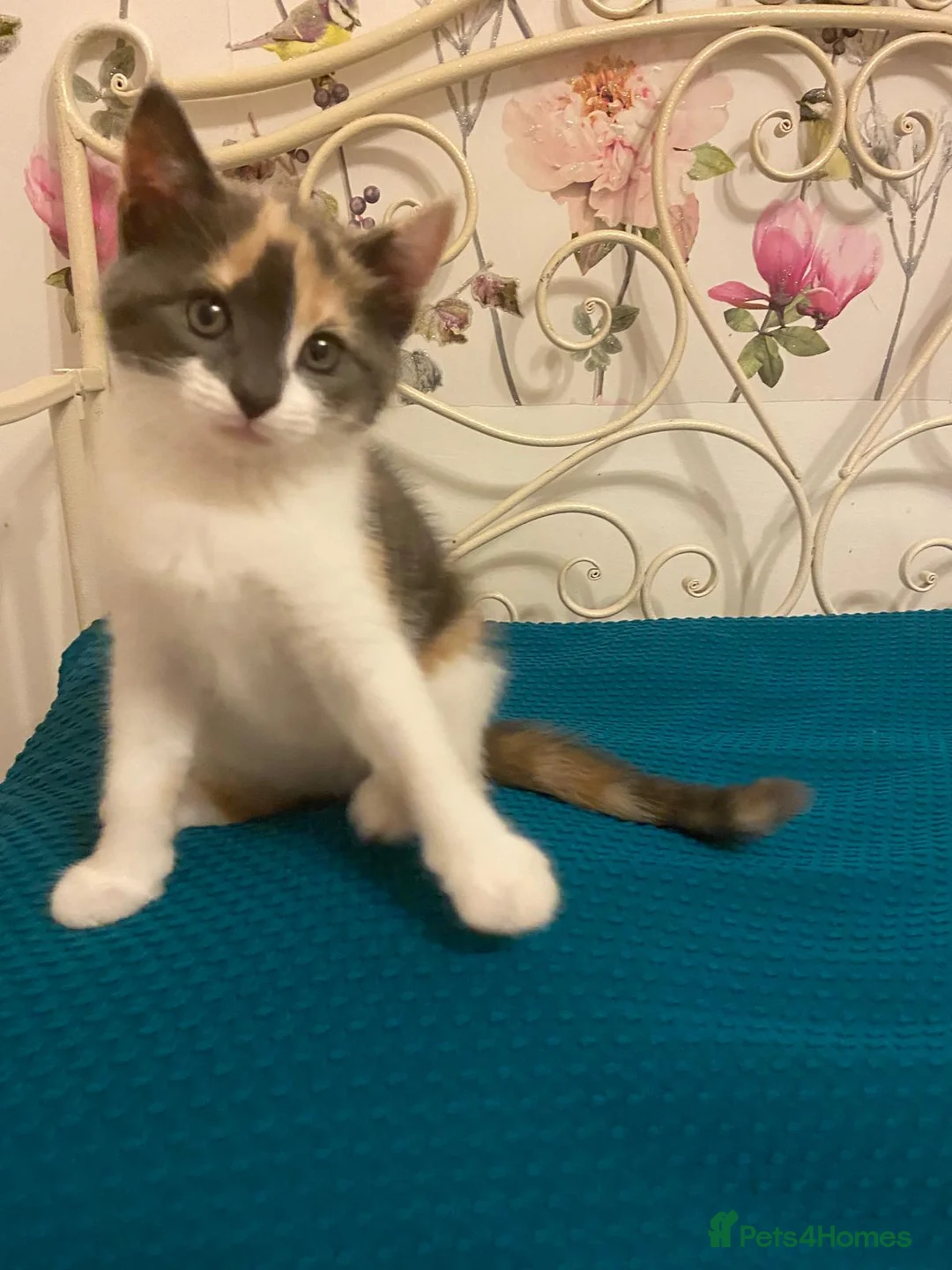 Norwegian Forest Cat cats for sale: 6 Norwegian Forest kittens - Advert 2