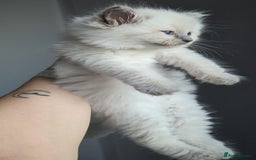 Ragdoll cats for sale: 🧁Sweet ragdolls - Image 23