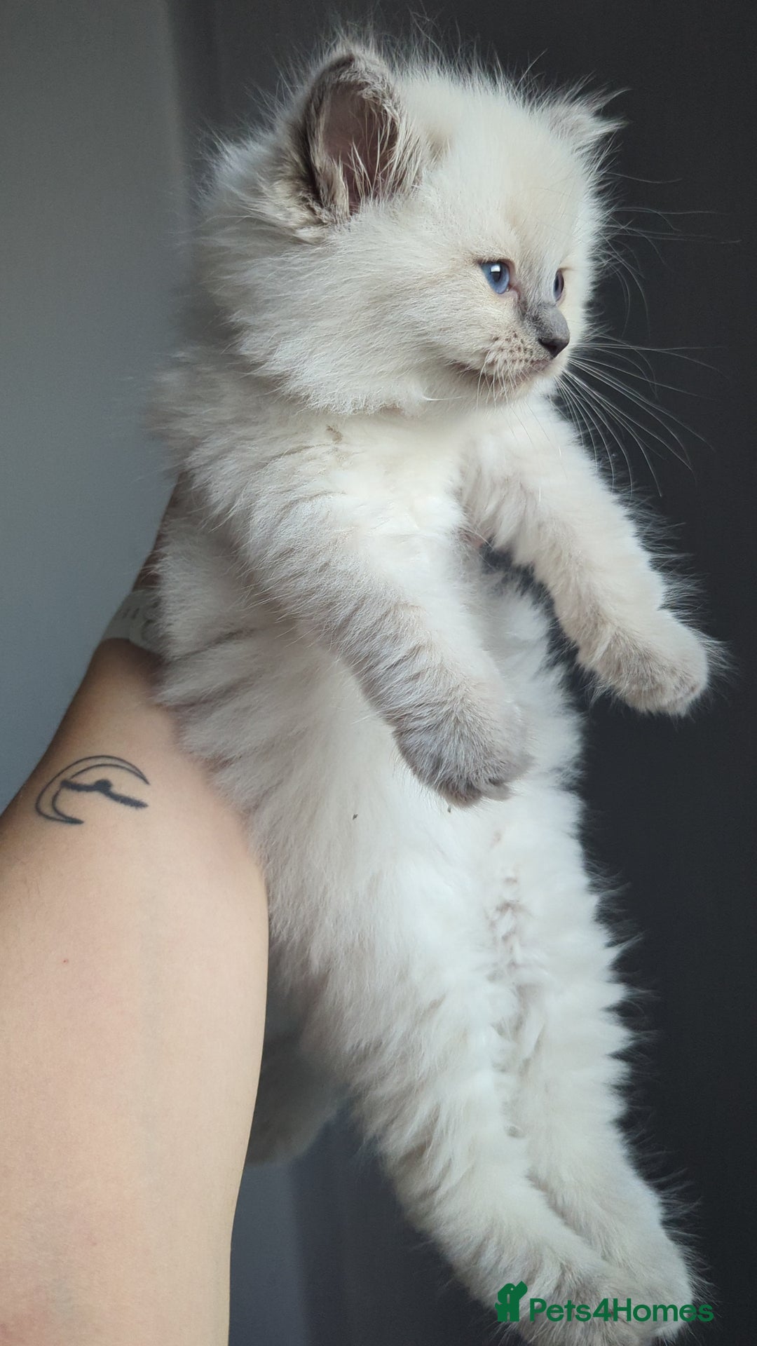 Ragdoll cats for sale: 🧁Sweet ragdolls - Image 23