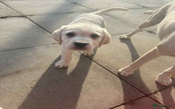 Labrador Retriever dogs for sale: Chunky Labradors ready now - Image 12