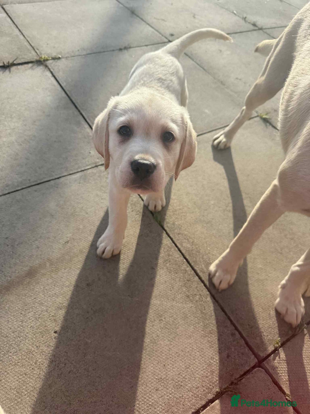 Labrador Retriever dogs for sale: Chunky Labradors ready now - Image 12