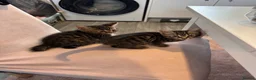 Mixed Breed cats for sale: 6 kittens for sale.  - Advert 3