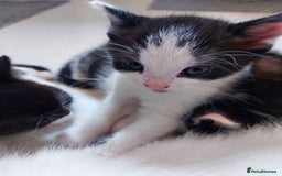 Mixed Breed cats for sale: 6 black and white kittens for sale - Image 4
