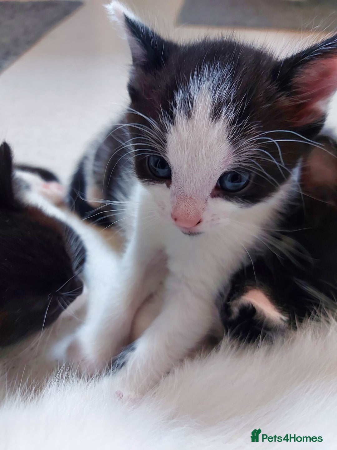Mixed Breed cats for sale: 6 black and white kittens for sale - Image 4