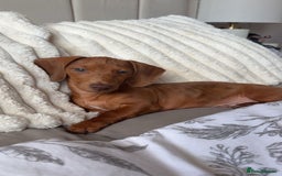 Dachshund dogs for sale: Miniature Dashound - Image 1