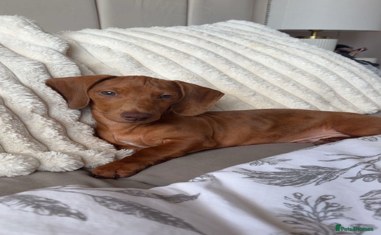 Dachshund dogs - Advert 2