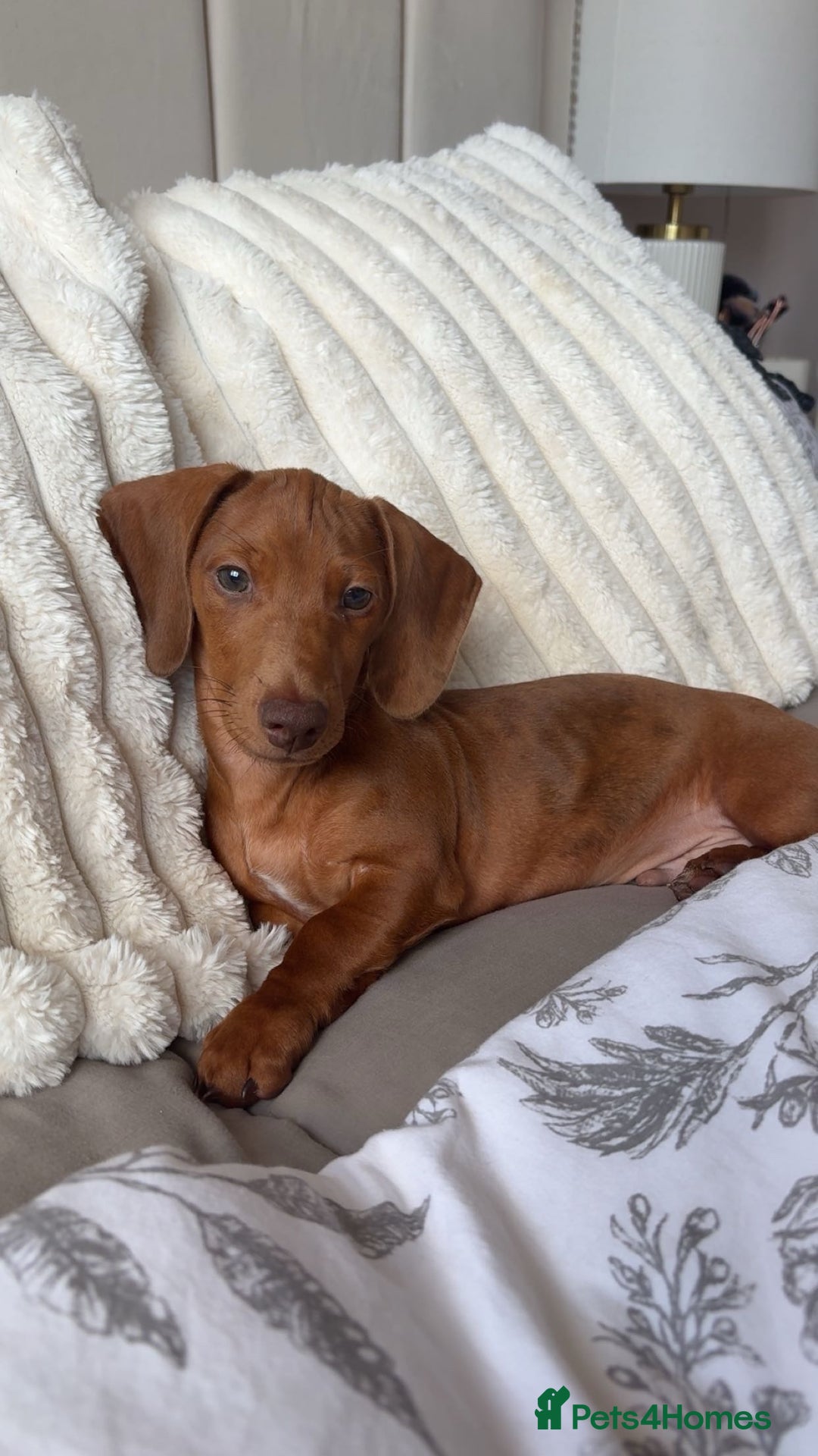 Dachshund dogs for sale: Miniature Dashound - Image 1