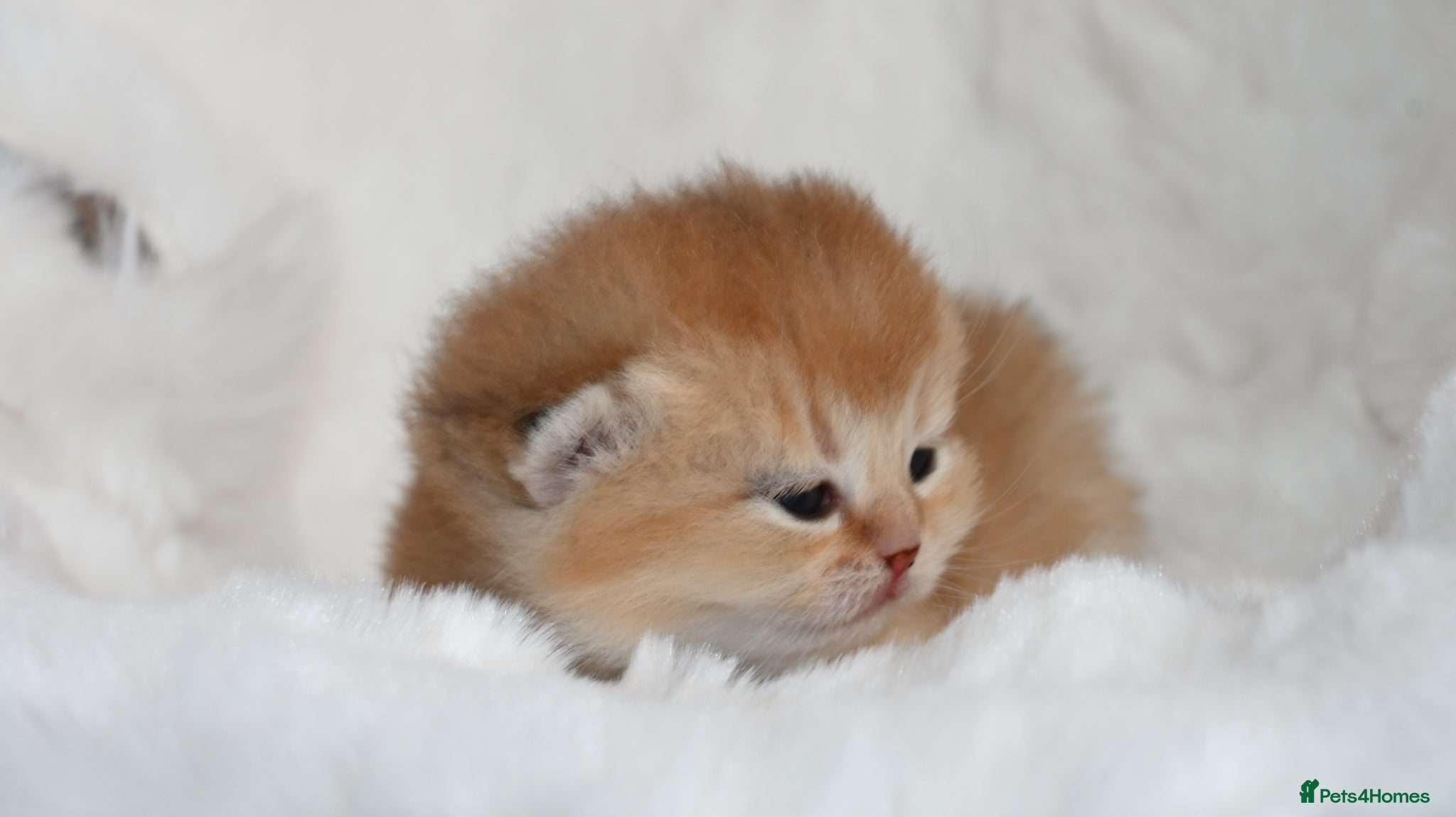 British Shorthair cats BSH Golden kittens from Champions Line 🏆 - Advert 1