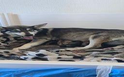 Mixed Breed dogs for sale: Northern Inuit cross American akita  - Image 25