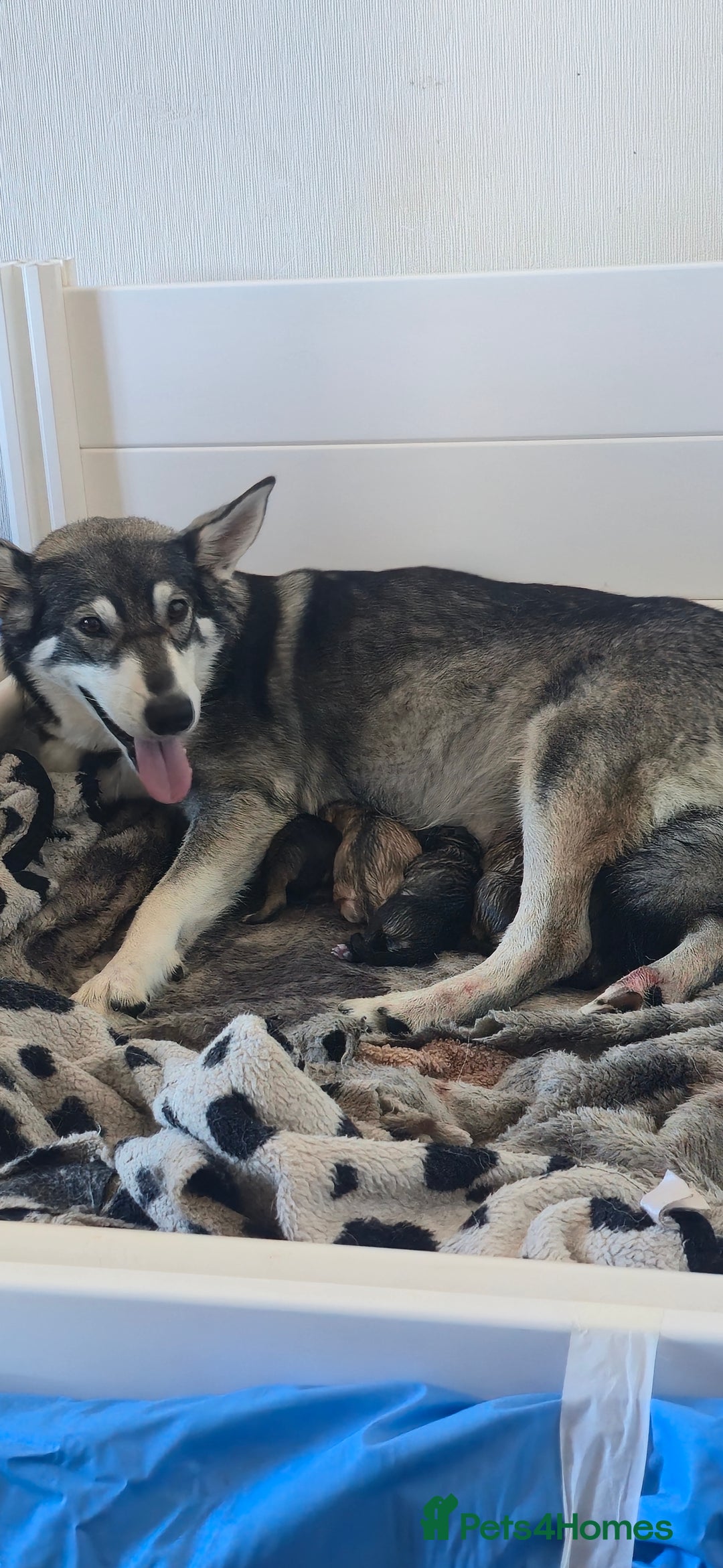 Mixed Breed dogs for sale: Northern Inuit cross American akita  - Image 25