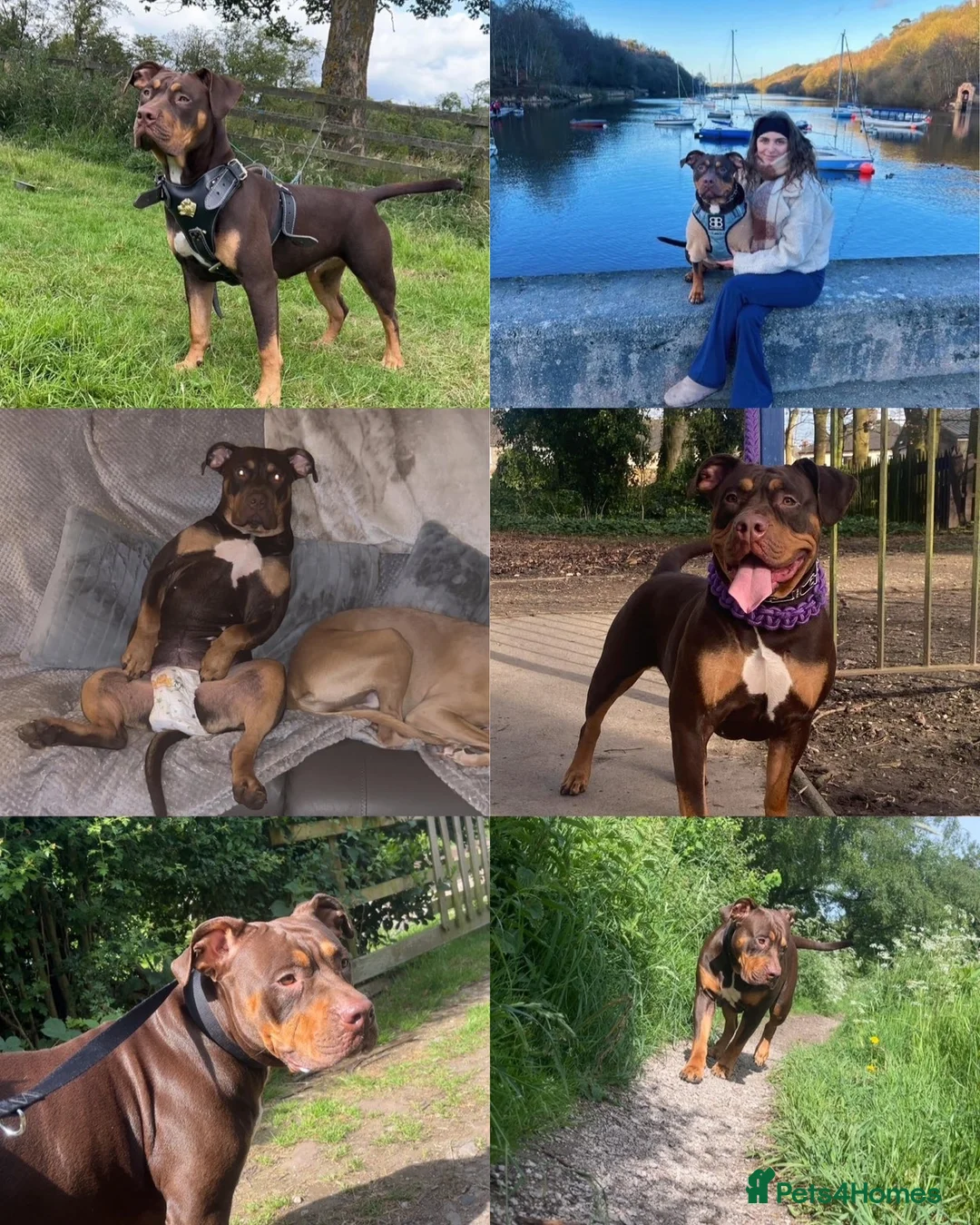 Mixed Breed dogs for sale: Bull lurchers in Leek - Advert 2