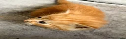 Mixed Breed cats for sale: kittens for sale Maine coon crosses  in Warminster - Advert 3