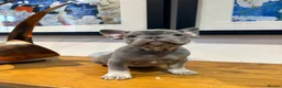 French Bulldog dogs for sale: French bulldog puppies - Advert 22