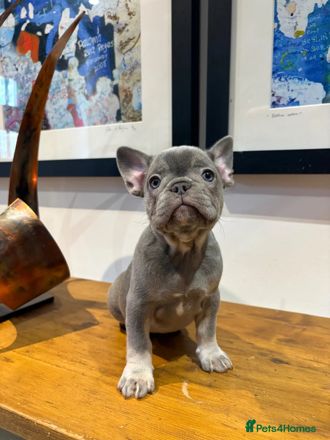 French Bulldog dogs for sale: French bulldog puppies - Advert 22