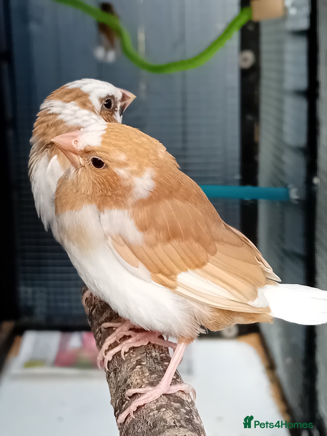 Finches birds for sale: Bengalese finches - Advert 5