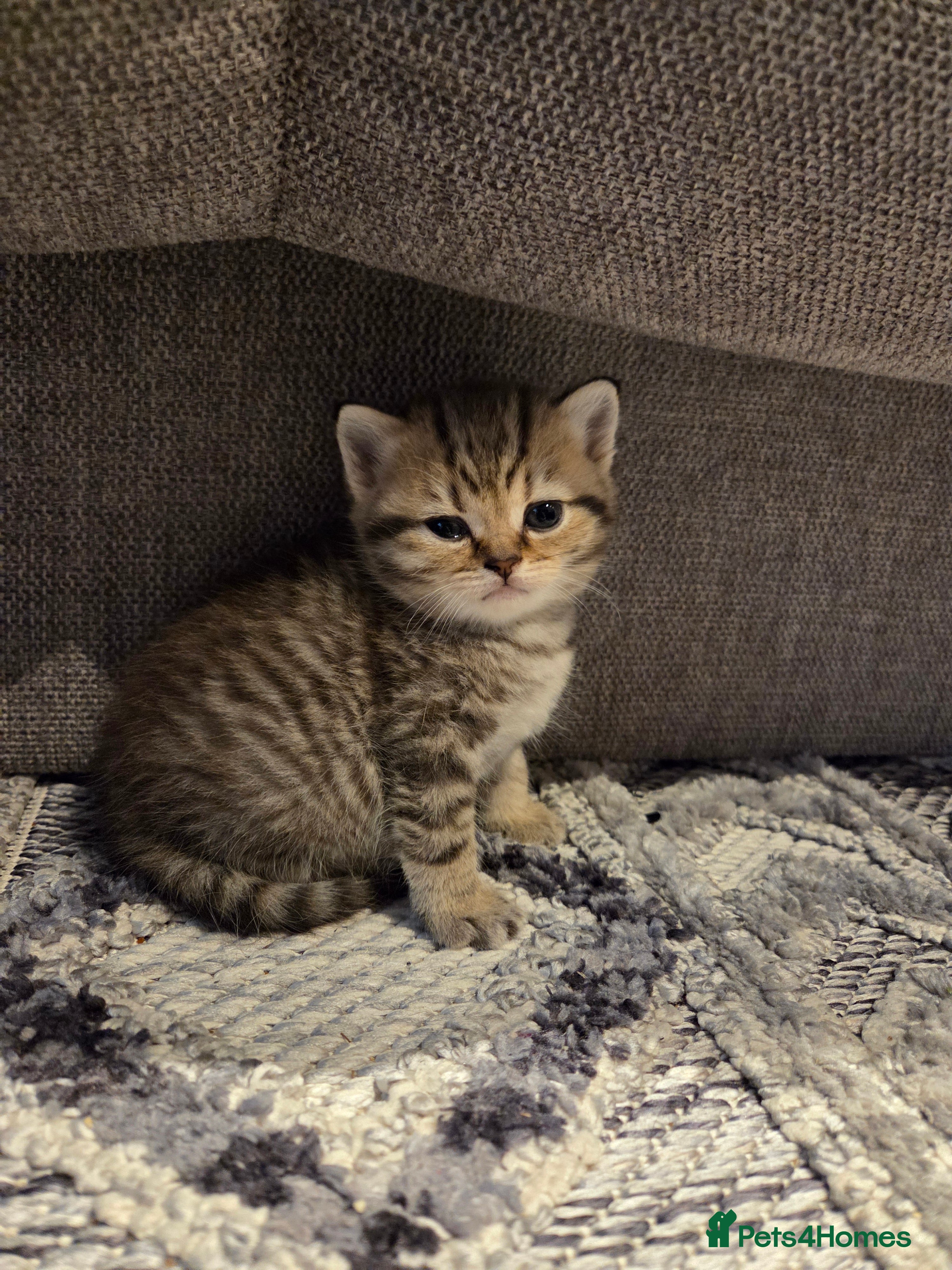 British Shorthair cats Adorable 4 pure breed kittens for sale - Advert 12