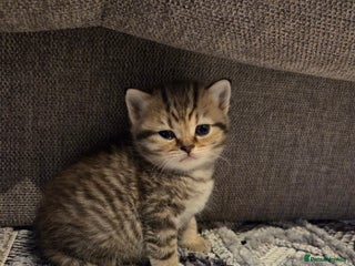 British Shorthair cats Adorable 4 pure breed kittens for sale - Advert 12