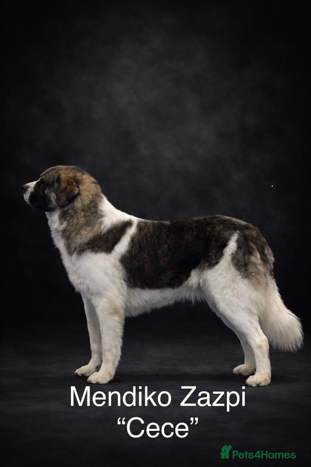 Pyrenean Mastiff dogs Incredible KC registered Pyrenean Mastiffs - Advert 2