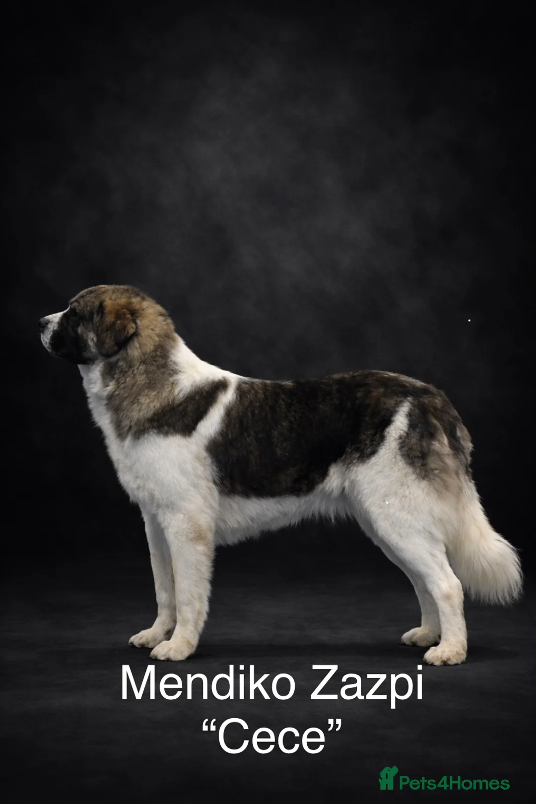 Pyrenean Mastiff dogs for sale: Incredible KC registered Pyrenean Mastiffs - Advert 2