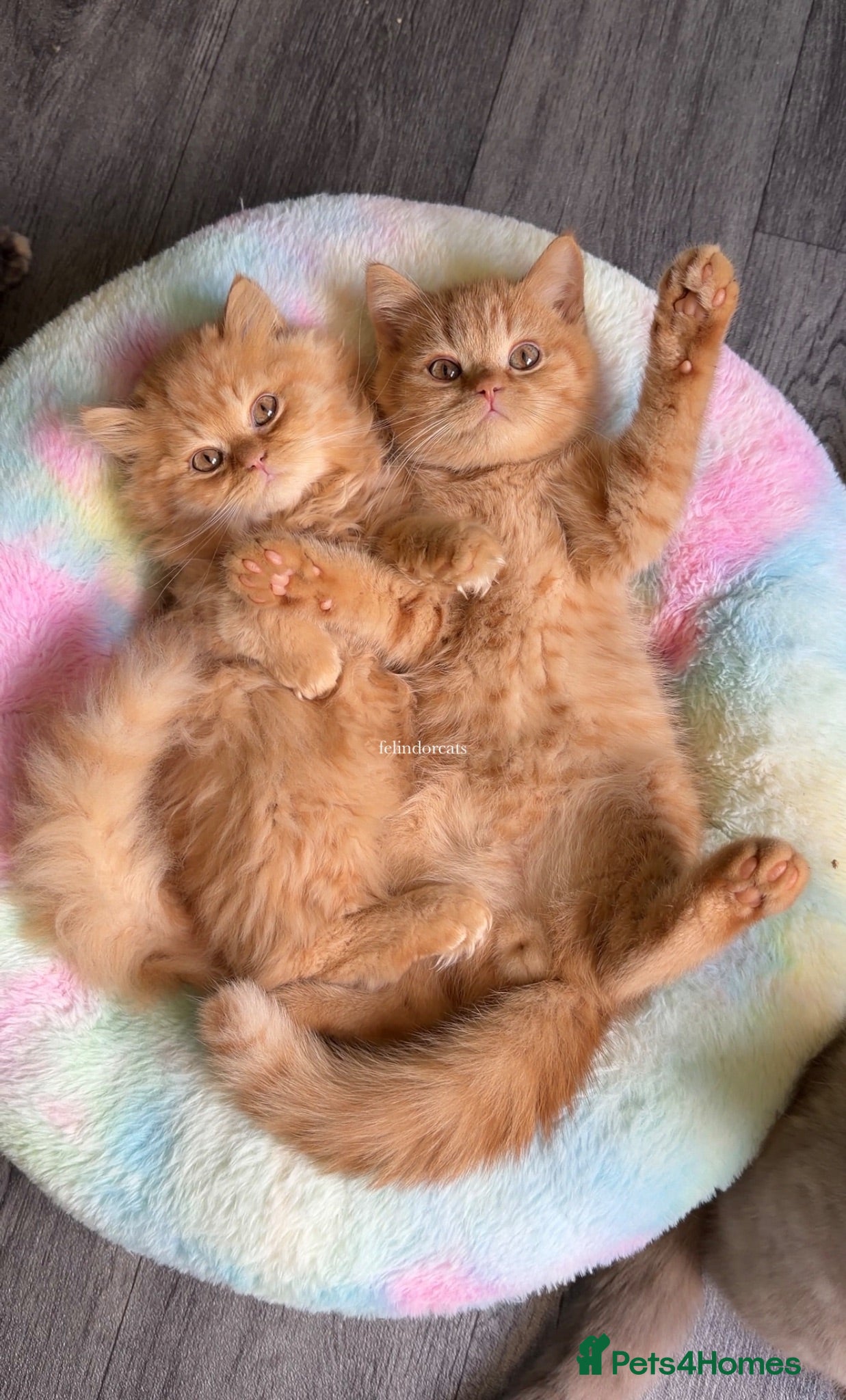 British Longhair cats ✨Top quality British longhair kittens✨ - Advert 2