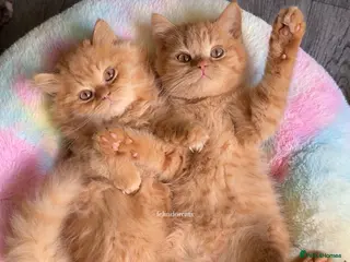 British Longhair cats ✨Top quality British longhair kittens✨ - Advert 3