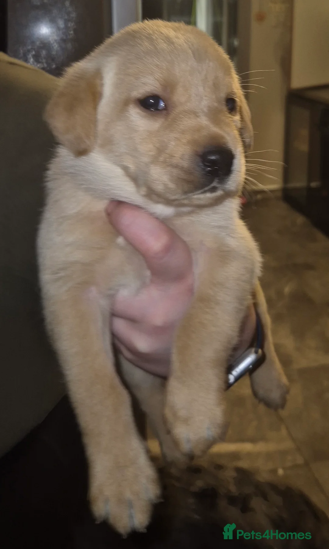 Labrador Retriever dogs for sale: Pedigree KC registered labrador pups. - Advert 22