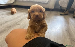 Cockapoo dogs for sale: STUNNING RED F1 COCKAPOO PUPPIES - Image 1