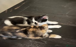 Mixed Breed cats for sale: Adorable Kittens Looking for Loving Homes 🐾 - Image 5